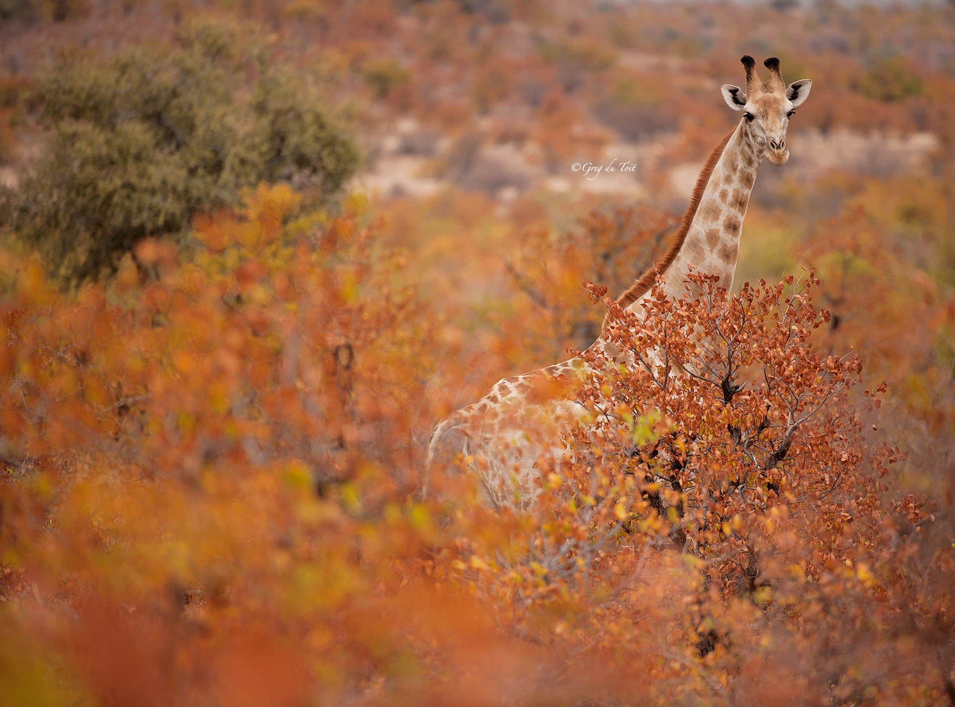 Nikon D3X sample photo. Giraffe in the fall photography