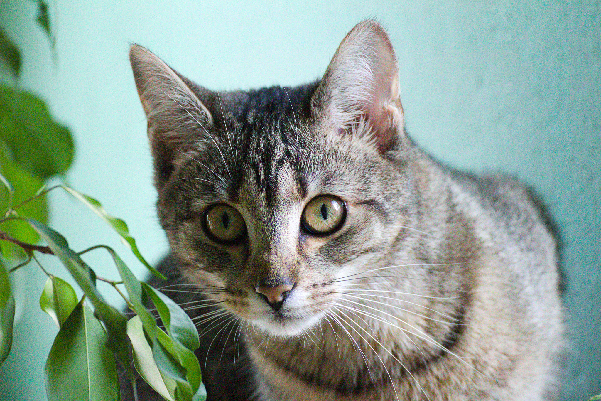 Canon EOS 650D (EOS Rebel T4i / EOS Kiss X6i) sample photo. Sophie 2 photography