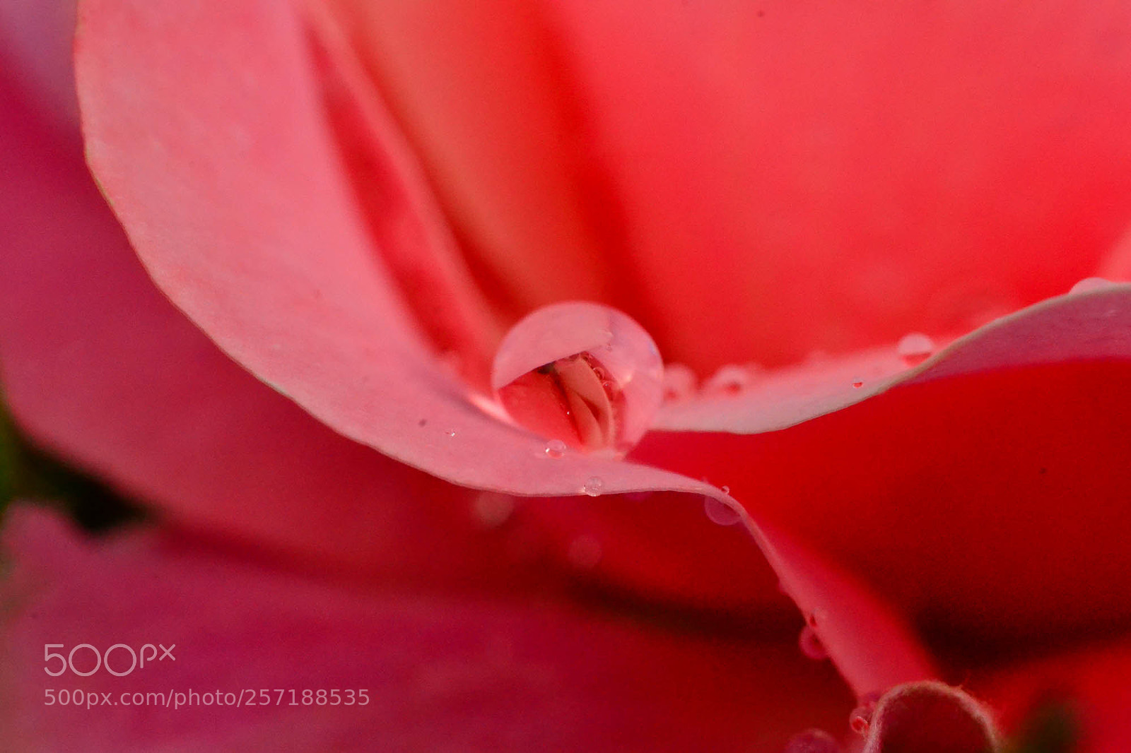 Nikon D3100 sample photo. Pink photography