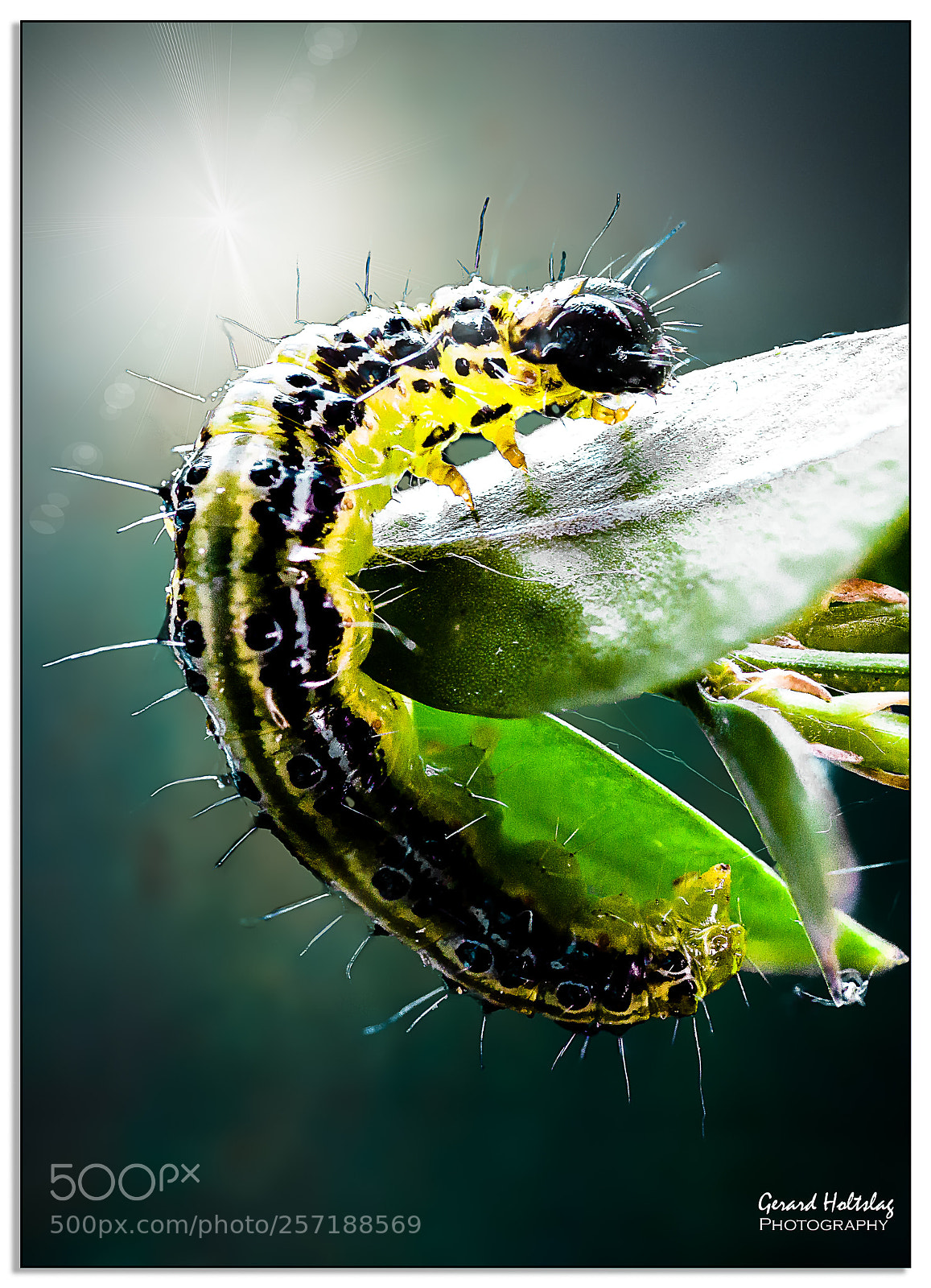 Canon EOS 6D sample photo. Buxusmot cydalima perspectalis in photography