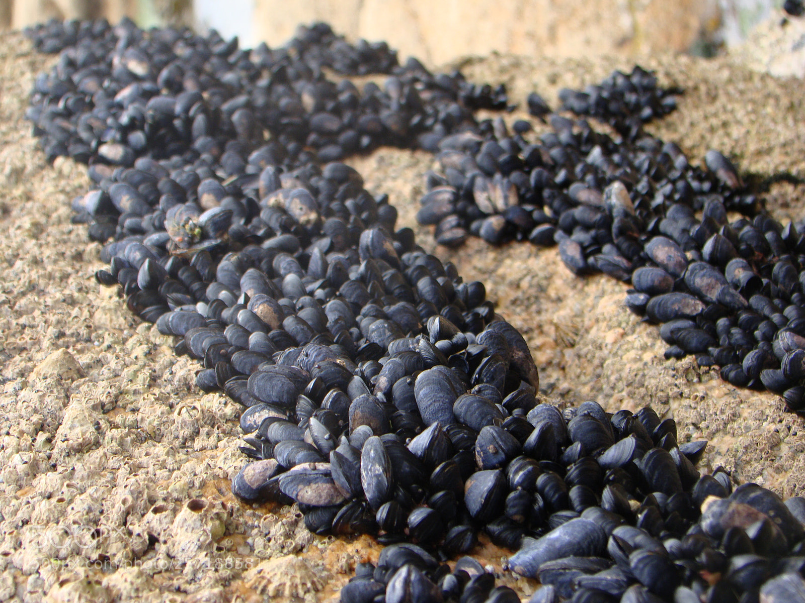 Sony Cyber-shot DSC-H50 sample photo. Baby mussels photography