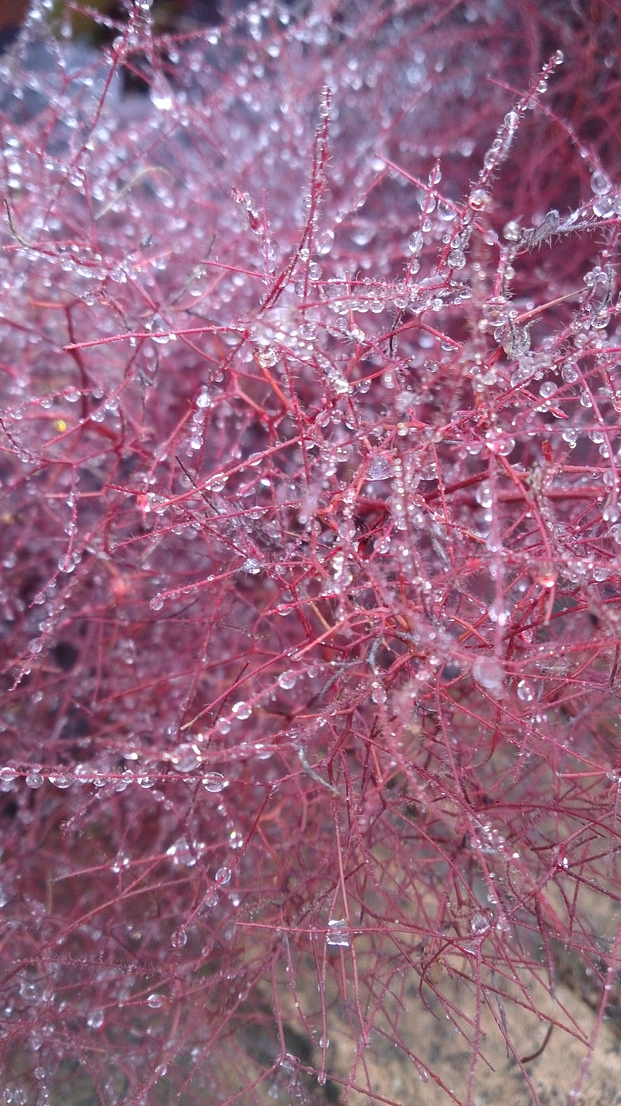 Sony Xperia Z sample photo. Rain drops photography
