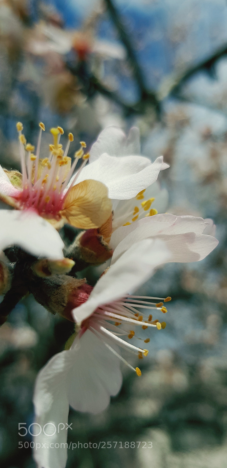 Samsung Galaxy S8 sample photo. Blossom photography