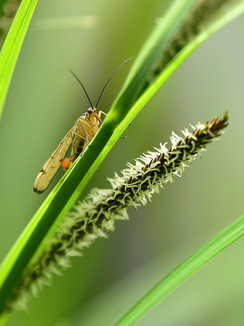 Nikon Nikkor AF-S 300mm F4E PF ED VR sample photo. Extraterrestre photography