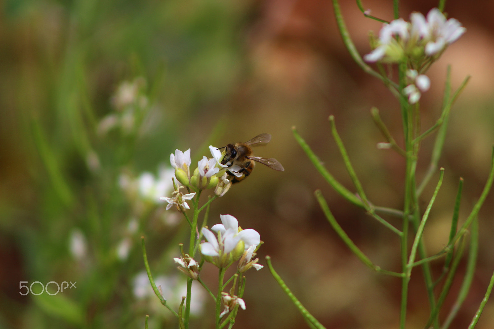 Canon EF 75-300mm f/4-5.6 sample photo. Close up photography