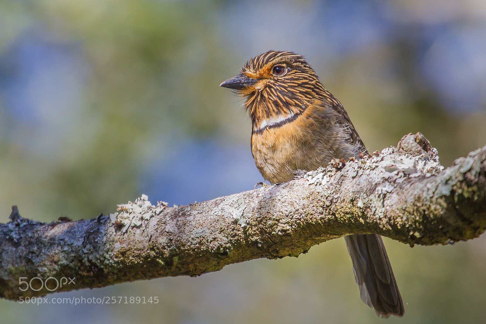 Canon EOS 7D sample photo. Crescent-chested puffbird photography