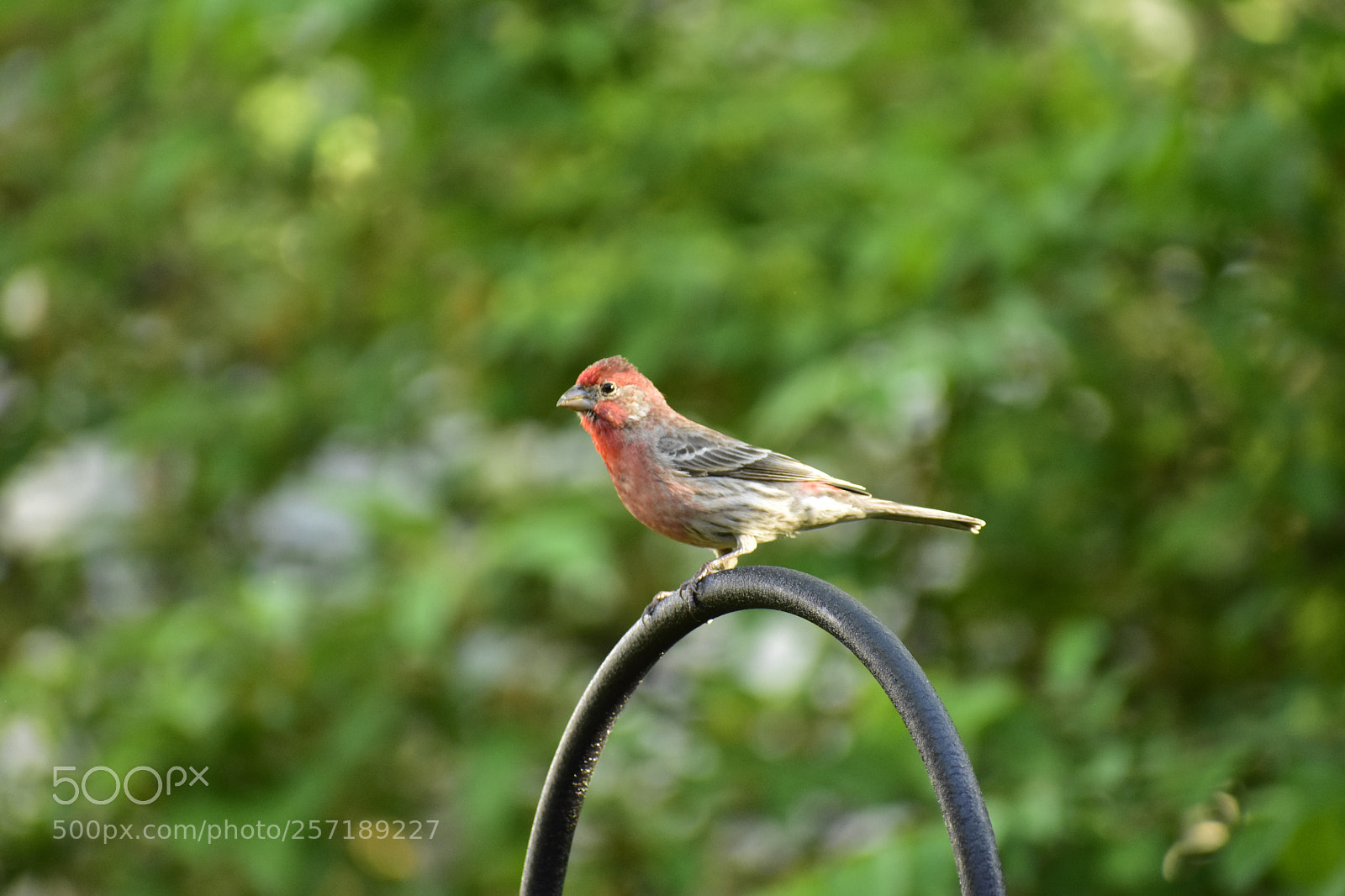 Nikon D3400 sample photo. House finch photography