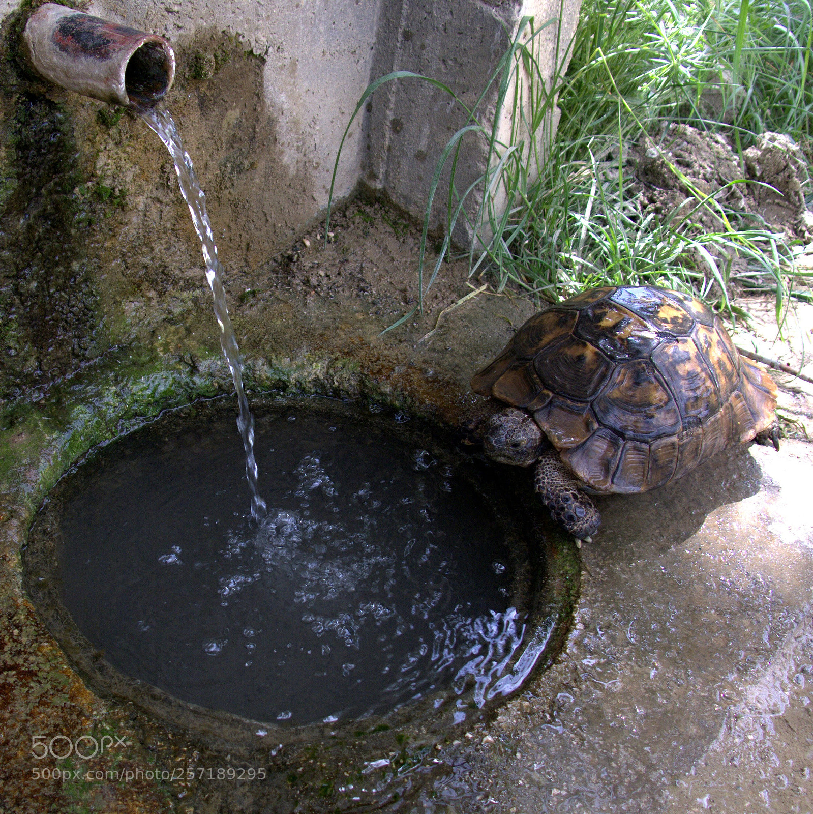 Canon PowerShot G15 sample photo. Thirsty turtle photography