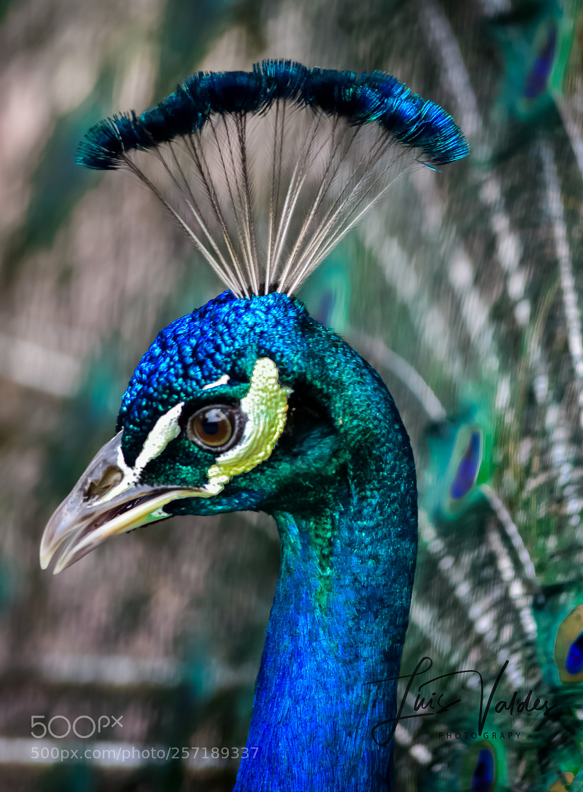 Nikon D7200 sample photo. Magic color photography