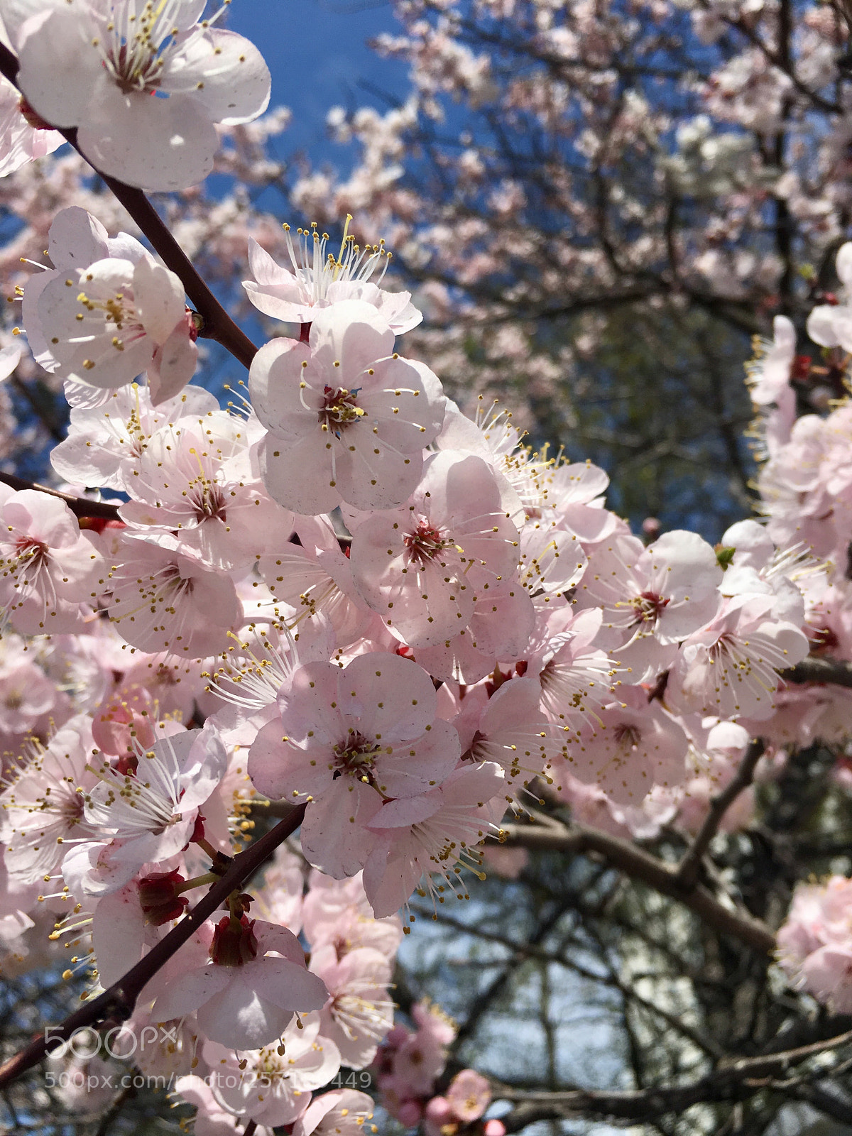 Apple iPhone 6s sample photo. Spring. photography