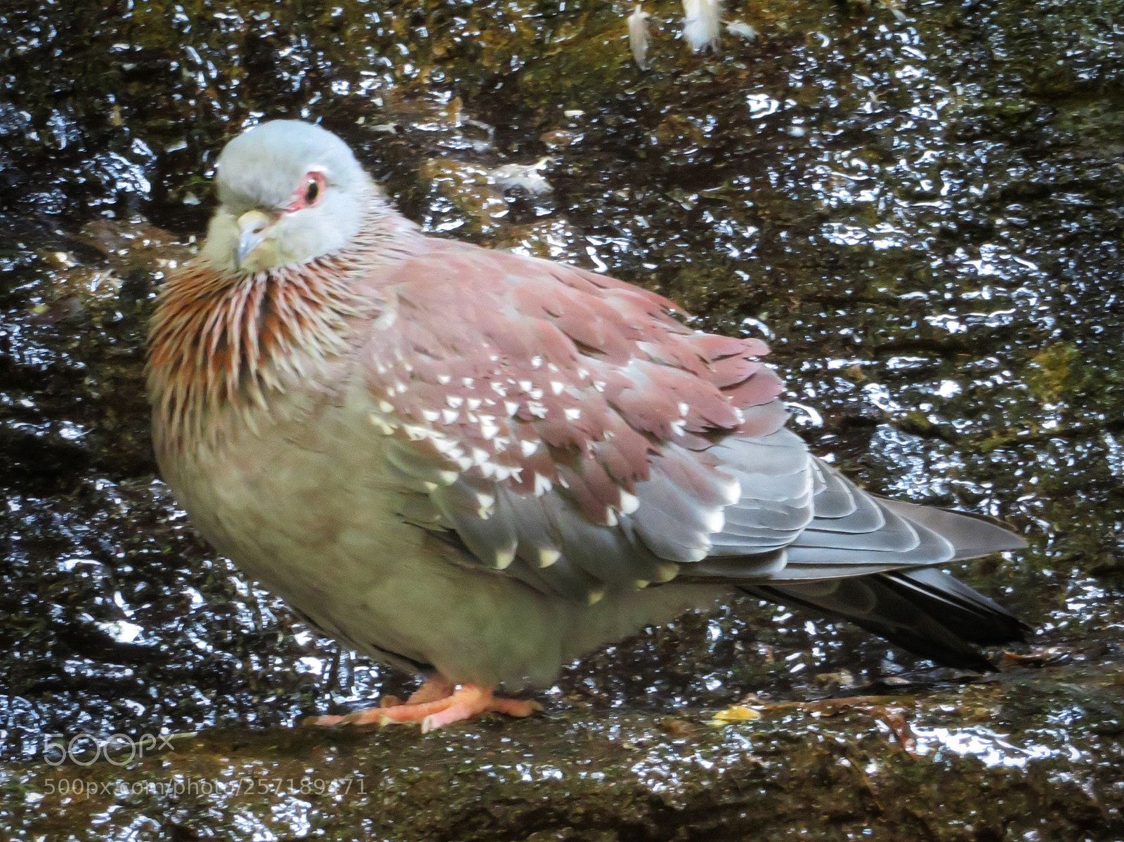 Canon PowerShot SX720 HS sample photo. Diamond dove photography