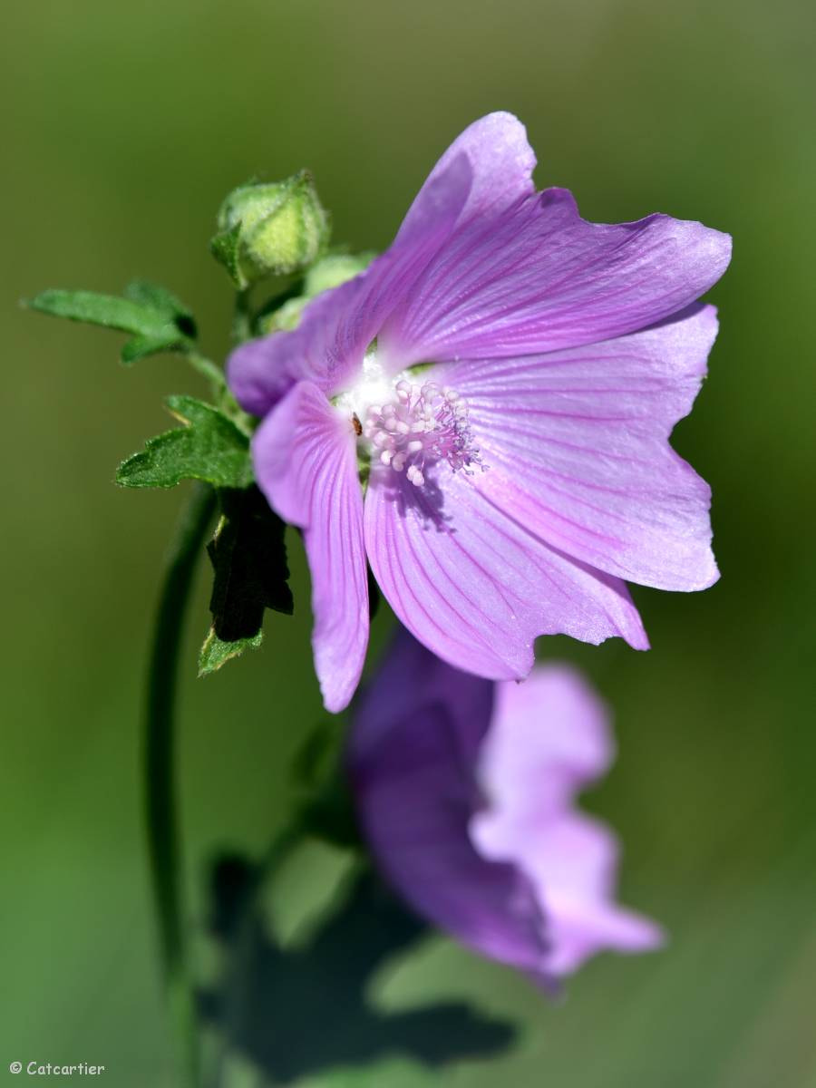 Nikon Nikkor AF-S 300mm F4E PF ED VR sample photo. Mauve photography