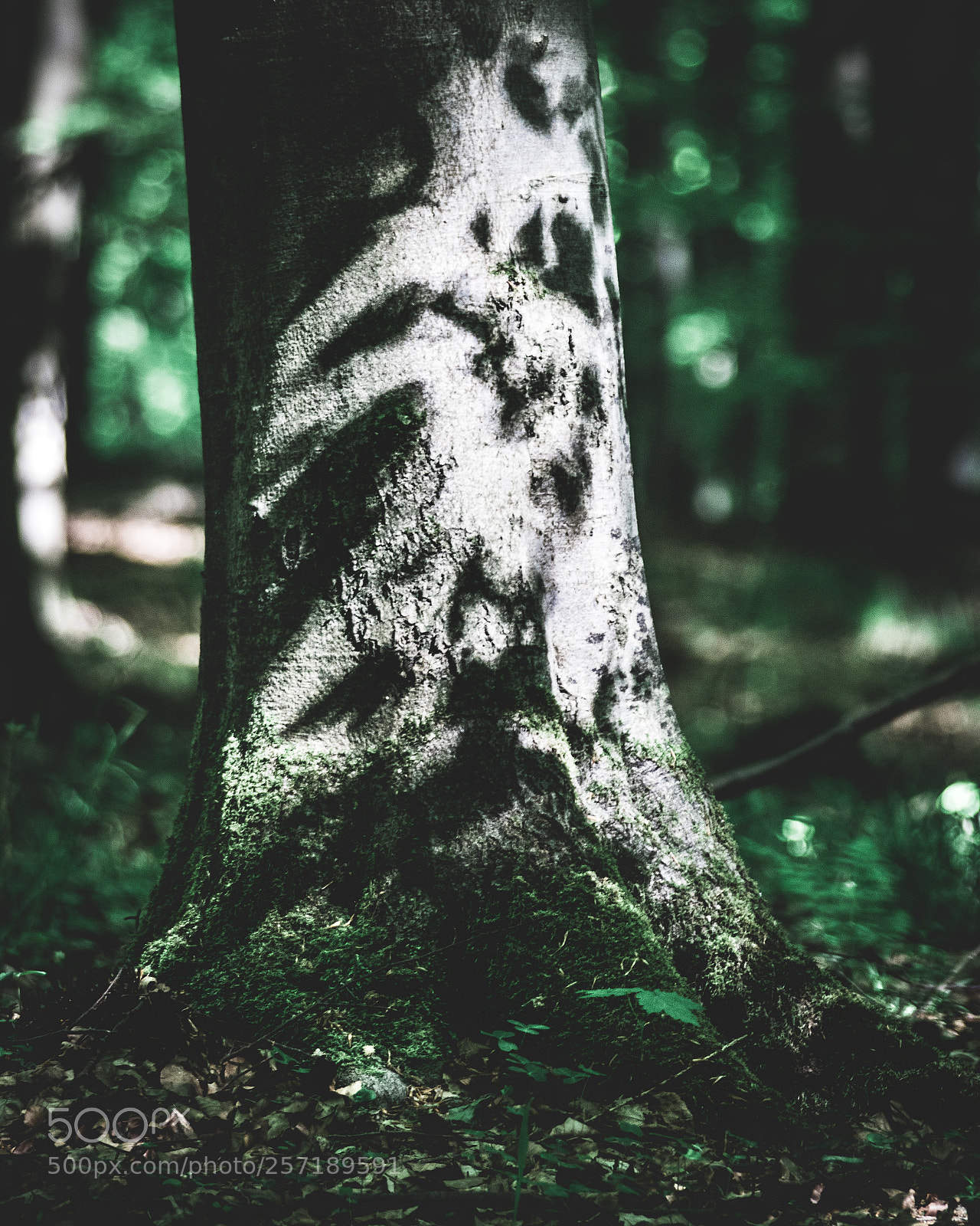 Canon EOS 80D sample photo. Tree with light and photography