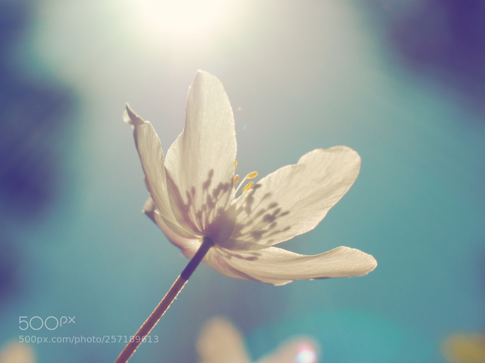 Olympus OM-D E-M1 sample photo. Wood anemone photography
