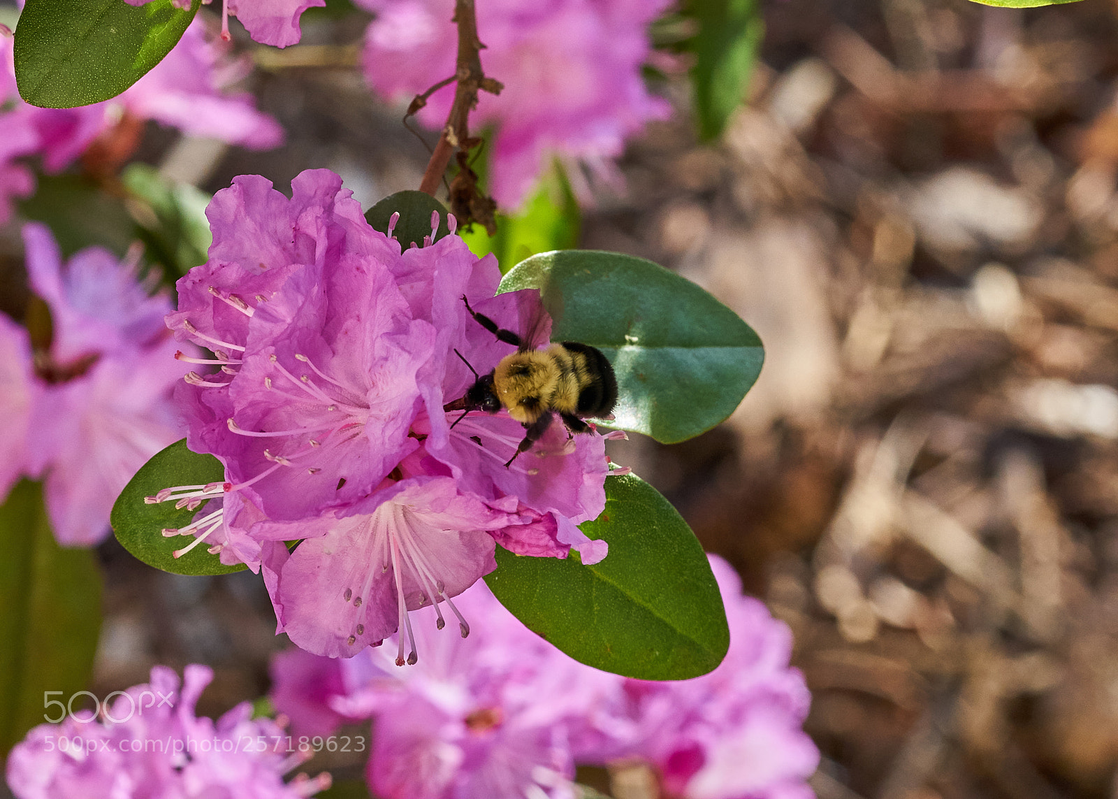 Sony a7R II sample photo. Bumble bee on rhododendron photography