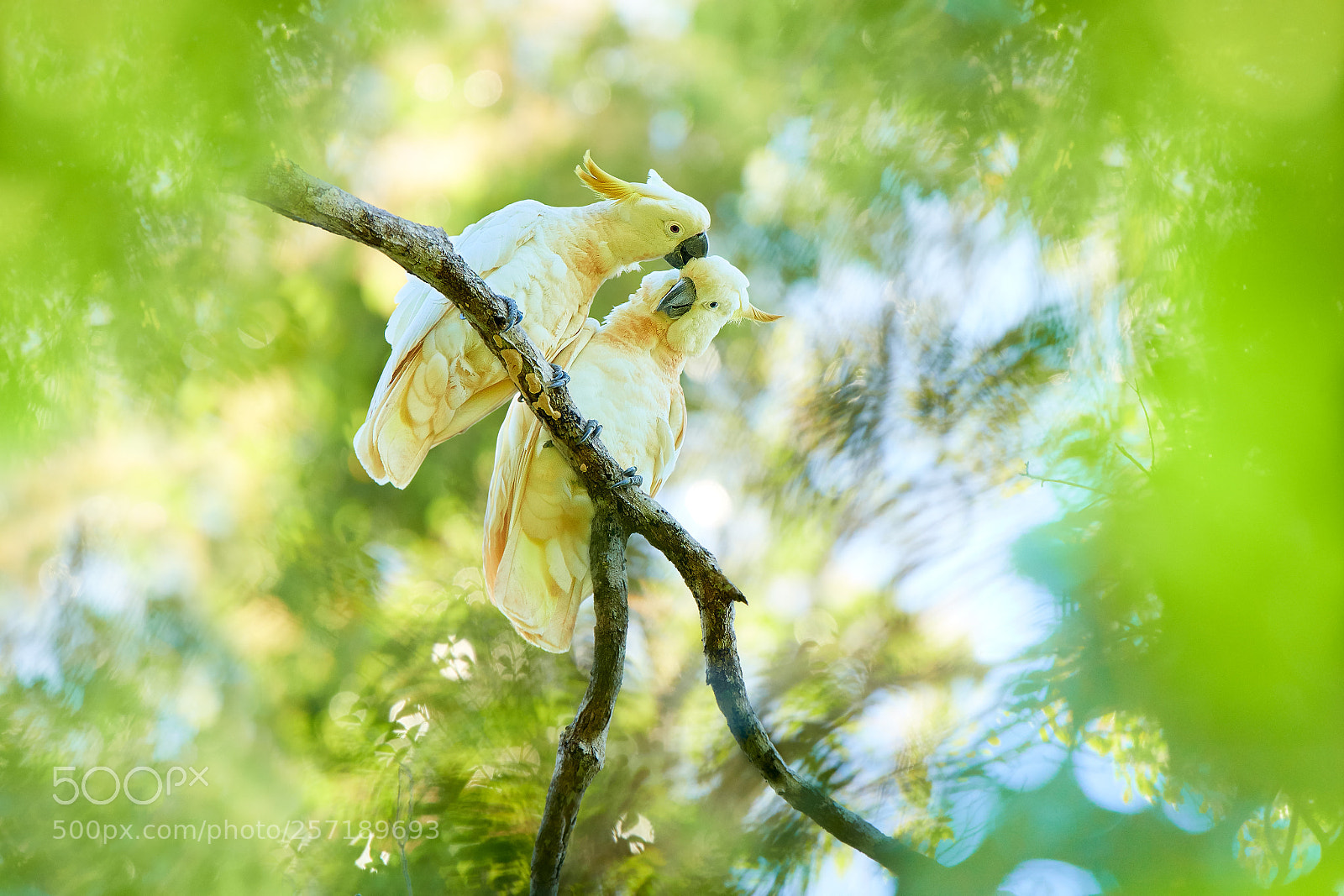 Nikon D500 sample photo. Lovers photography