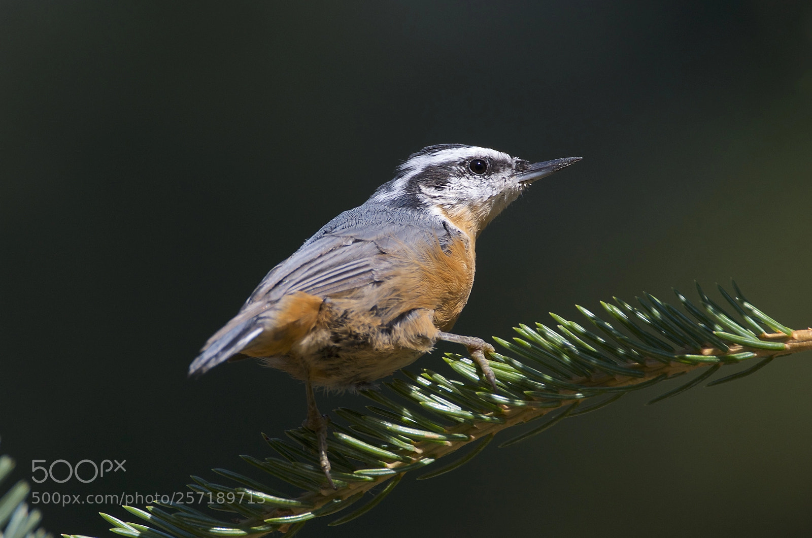Nikon D7000 sample photo. Red-breasted nuthatch photography