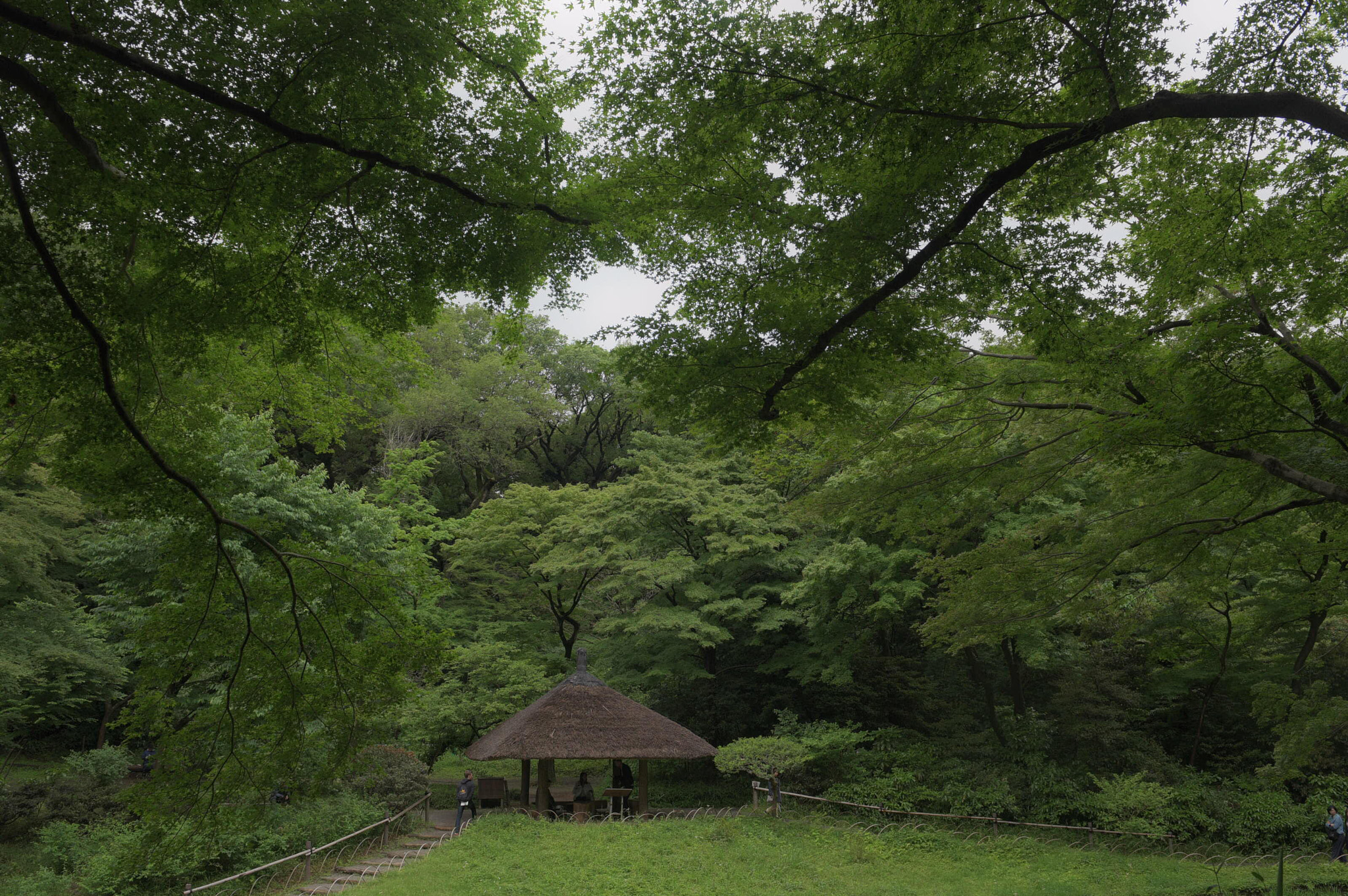 Nikon D810 sample photo. 神宮の森 photography