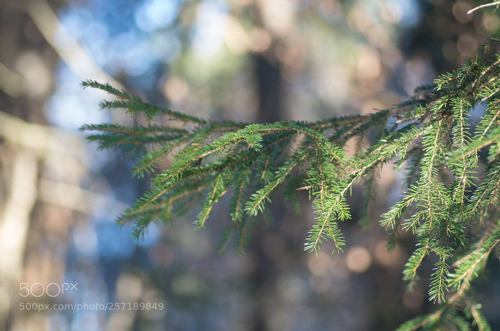Pentax K-30 sample photo. Fir photography