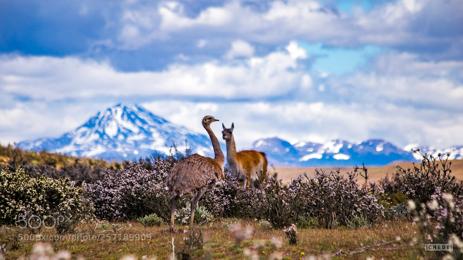 Canon EOS 6D sample photo. Nandu x guanaco photography