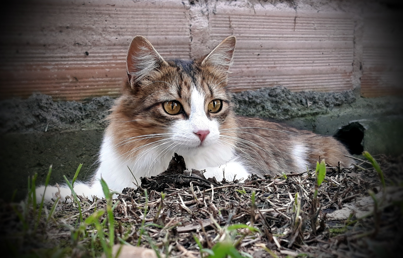 Samsung Galaxy J5 Pro sample photo