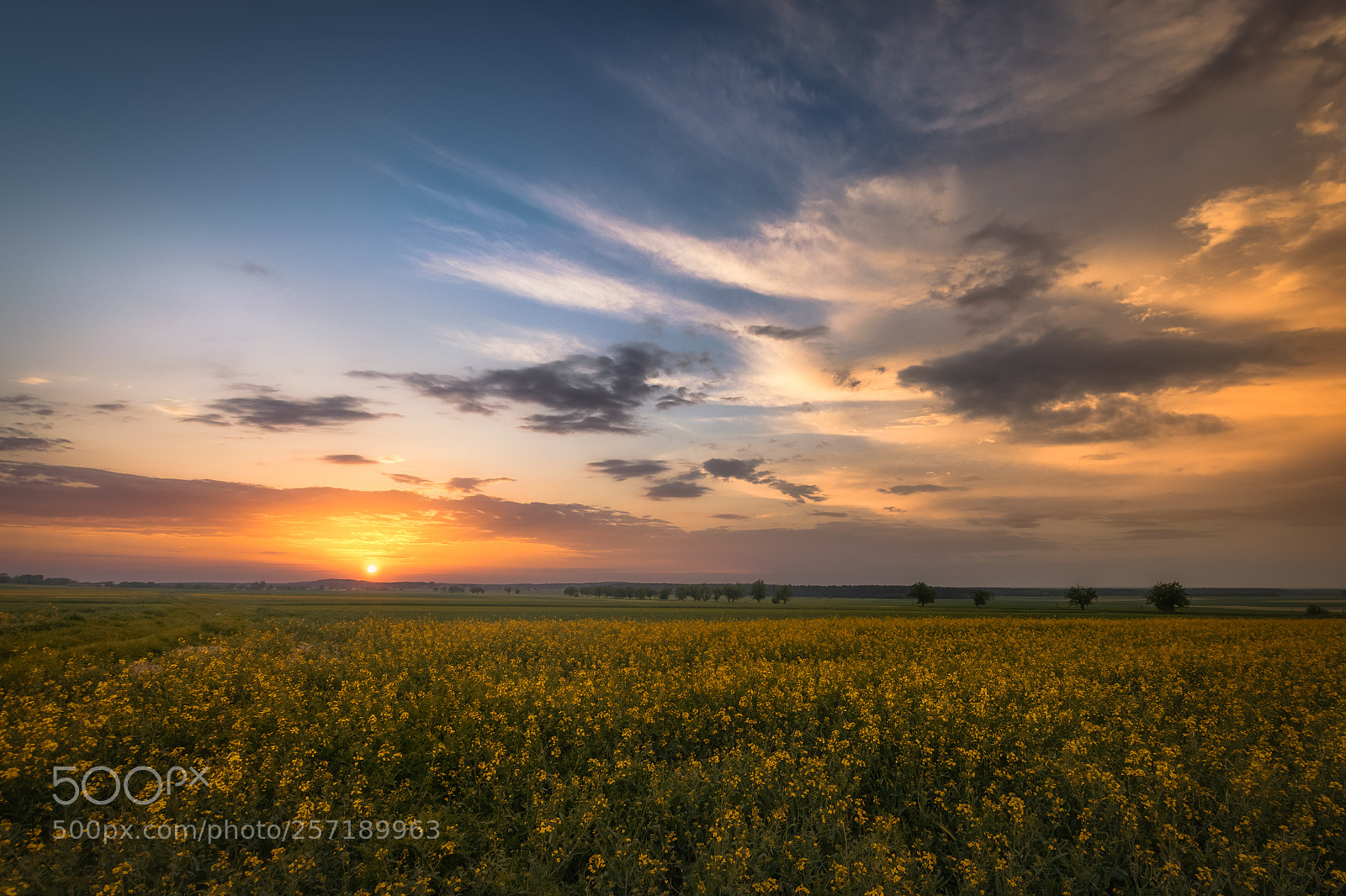 Nikon D5300 sample photo. Sunset over canola field photography