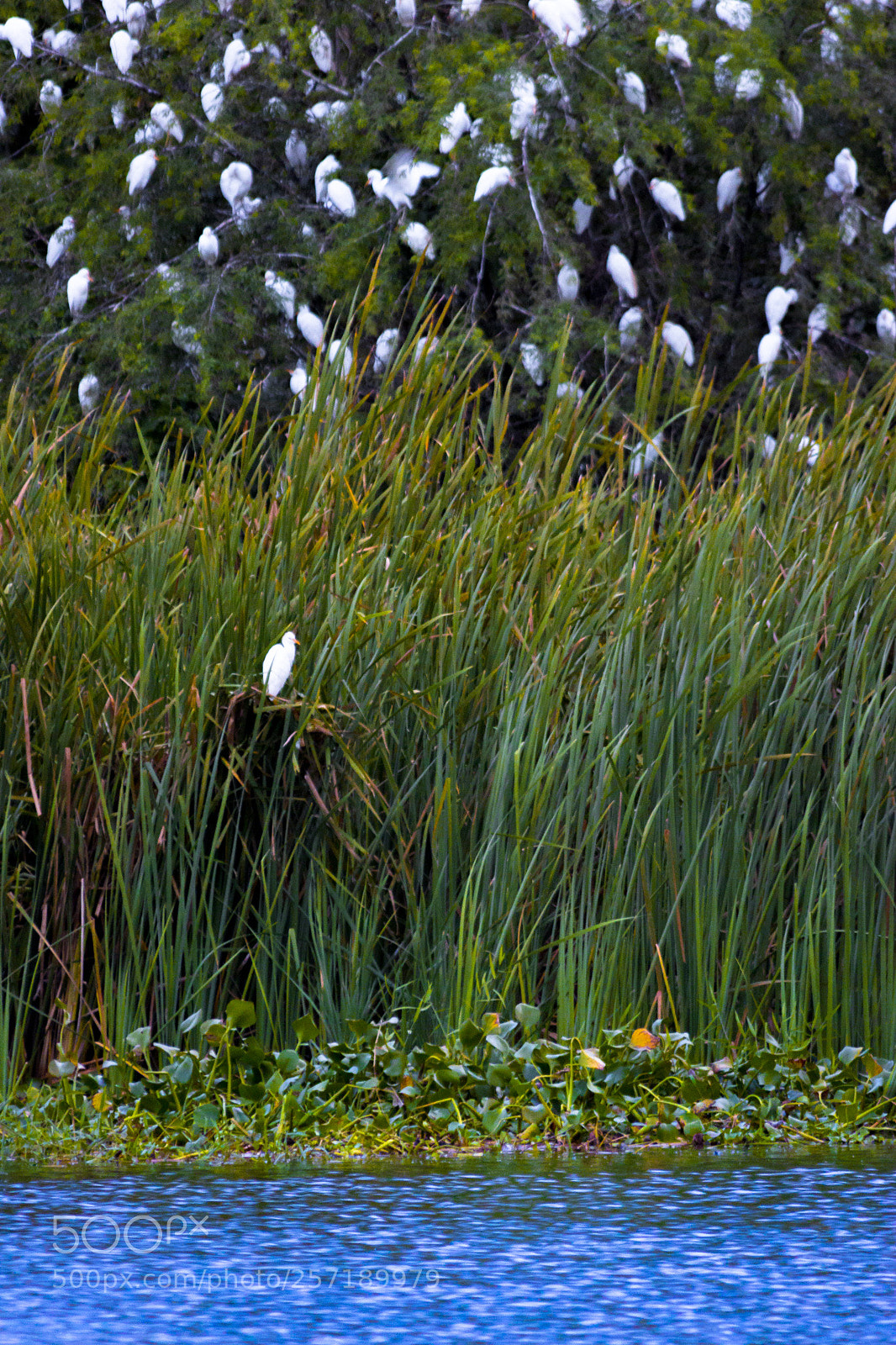 Canon EOS 600D (Rebel EOS T3i / EOS Kiss X5) sample photo. Alone in the crowd photography