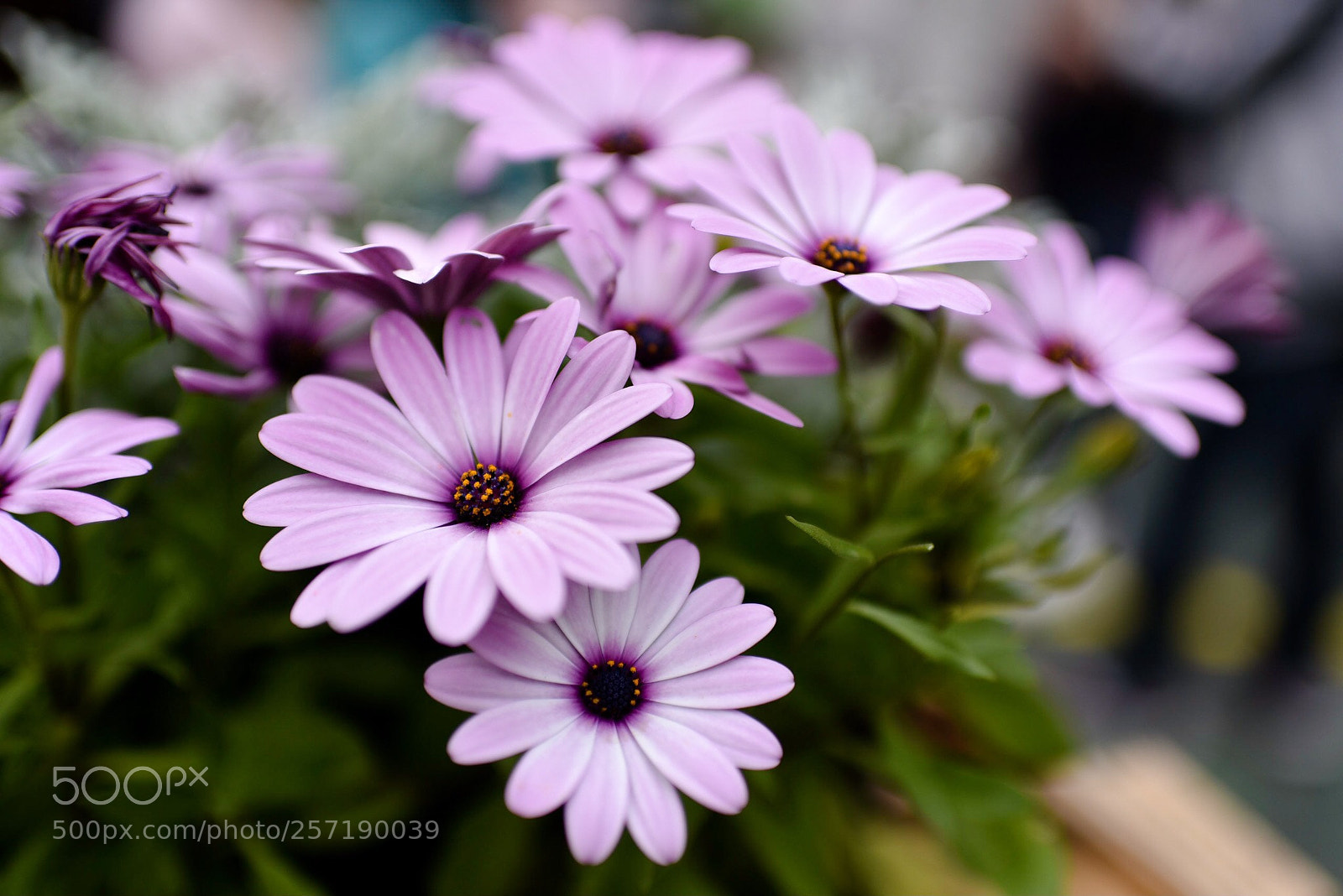 Nikon D750 sample photo. Hk flower show photography