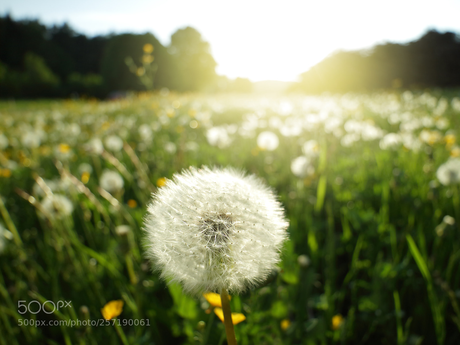 Canon EOS M3 sample photo. Seed head of dandelion photography