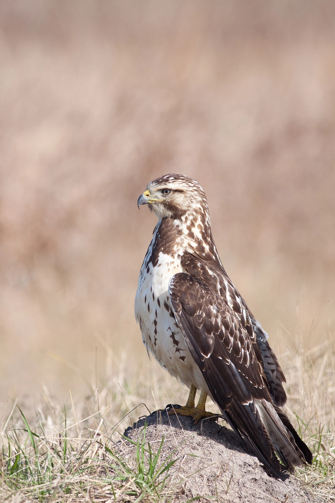 Canon EOS 50D sample photo. Red tailed hawk photography