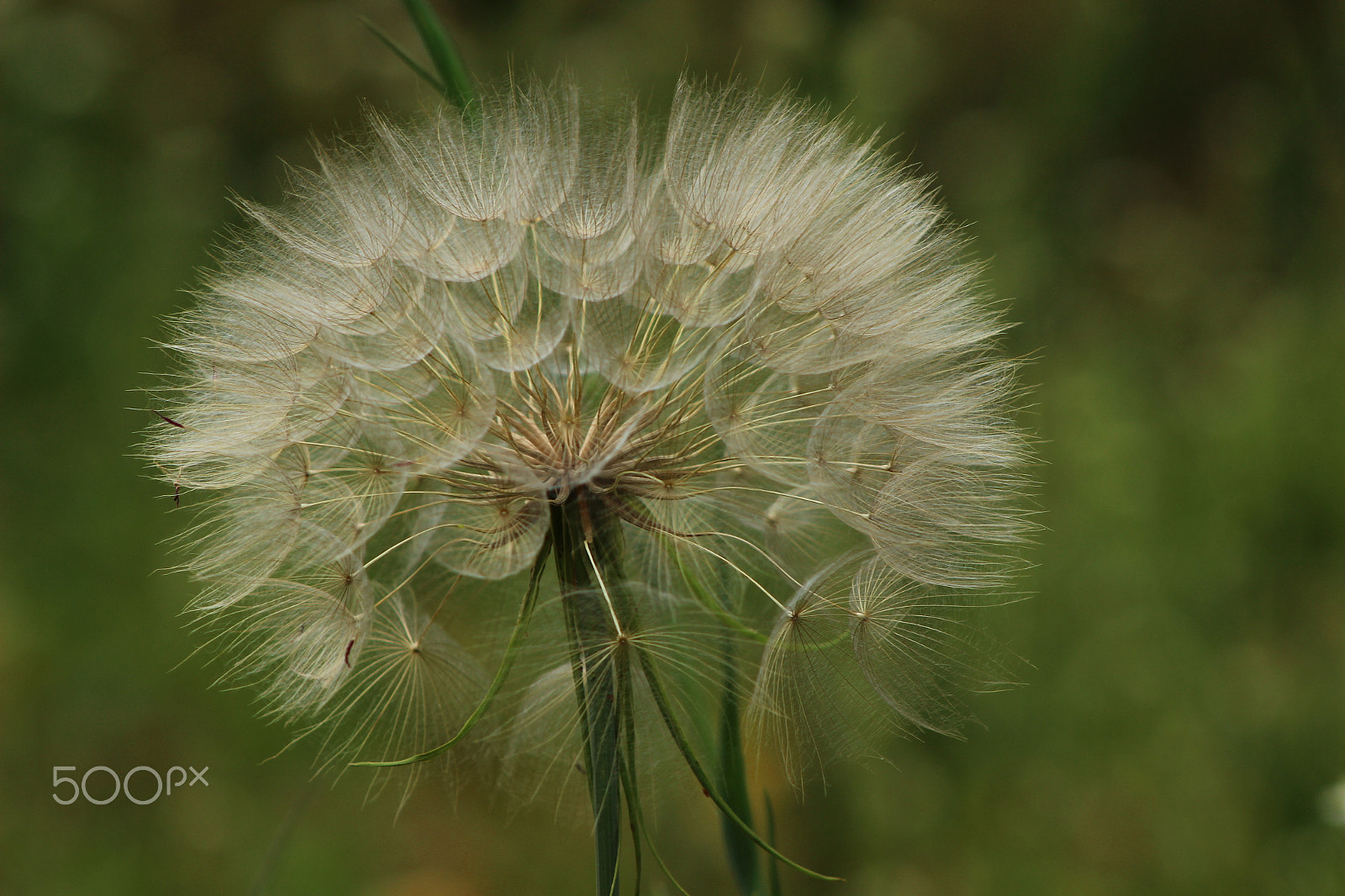 Canon EF 75-300mm f/4-5.6 sample photo. More details photography