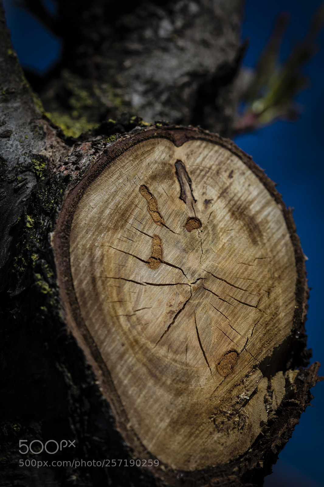 Canon EOS 60D sample photo. Legno photography