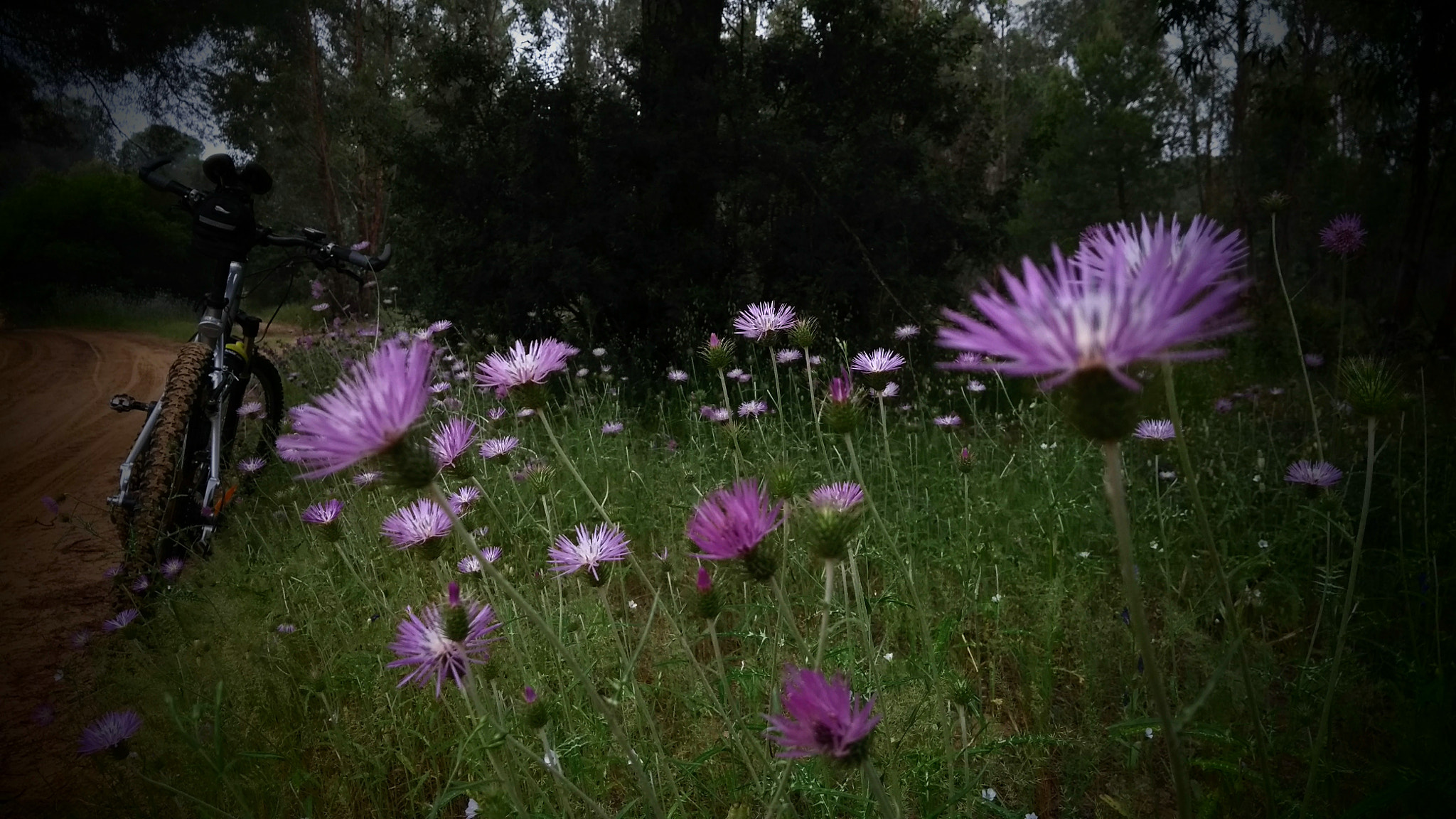 Motorola Moto G (5th Gen) sample photo. Caminos en flor.. photography