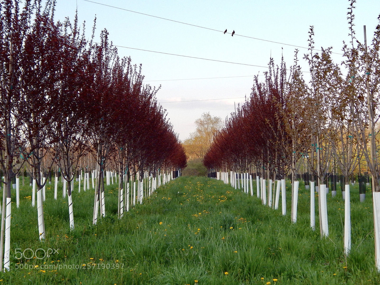 Nikon Coolpix L820 sample photo. The trees kind of photography