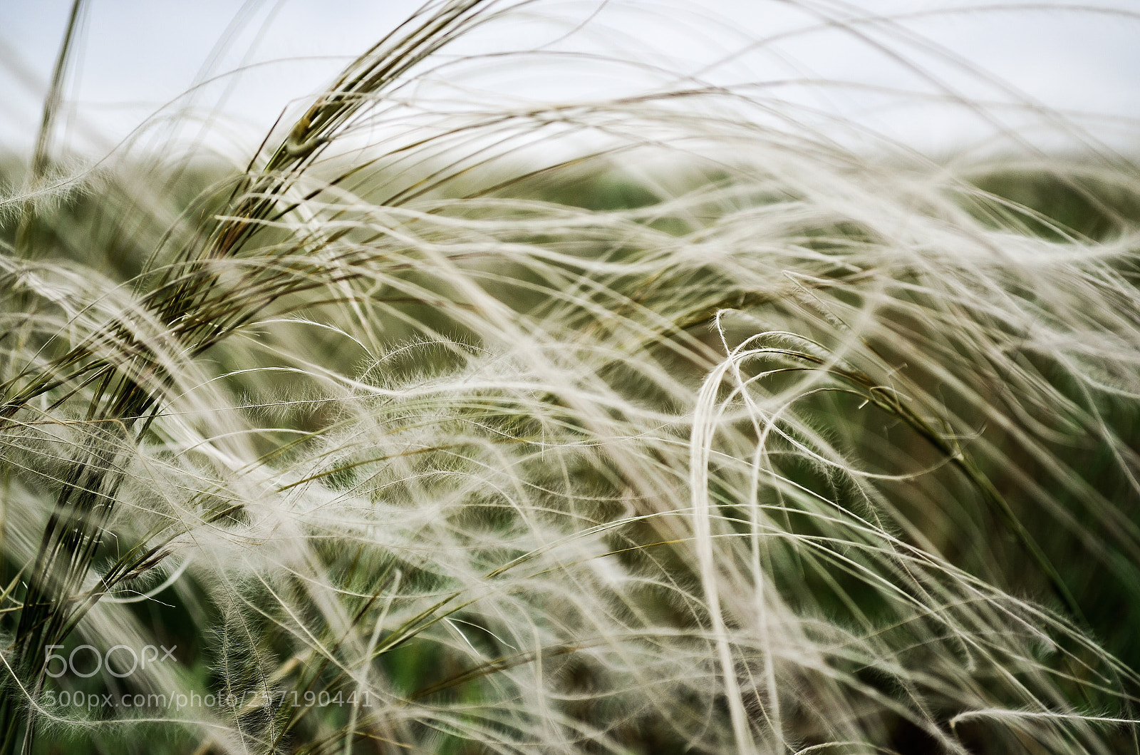 Nikon D5100 sample photo. Untitled photography