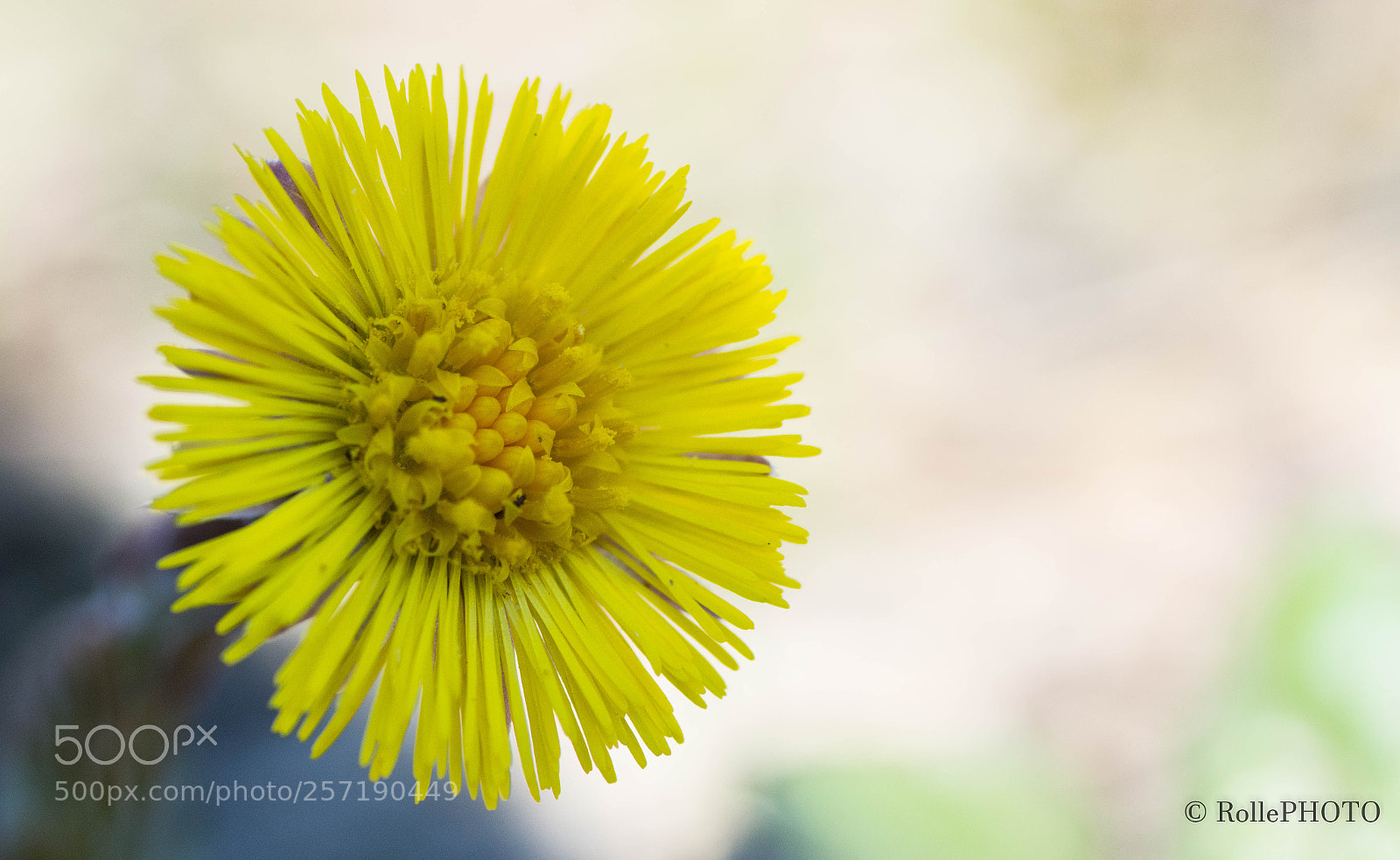 Nikon D7200 sample photo. Dandelion photography