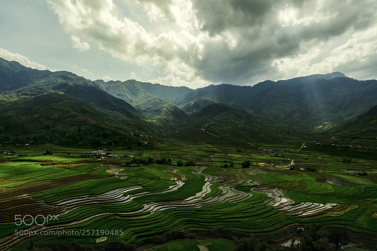 Nikon D750 sample photo. Mùa cấy photography