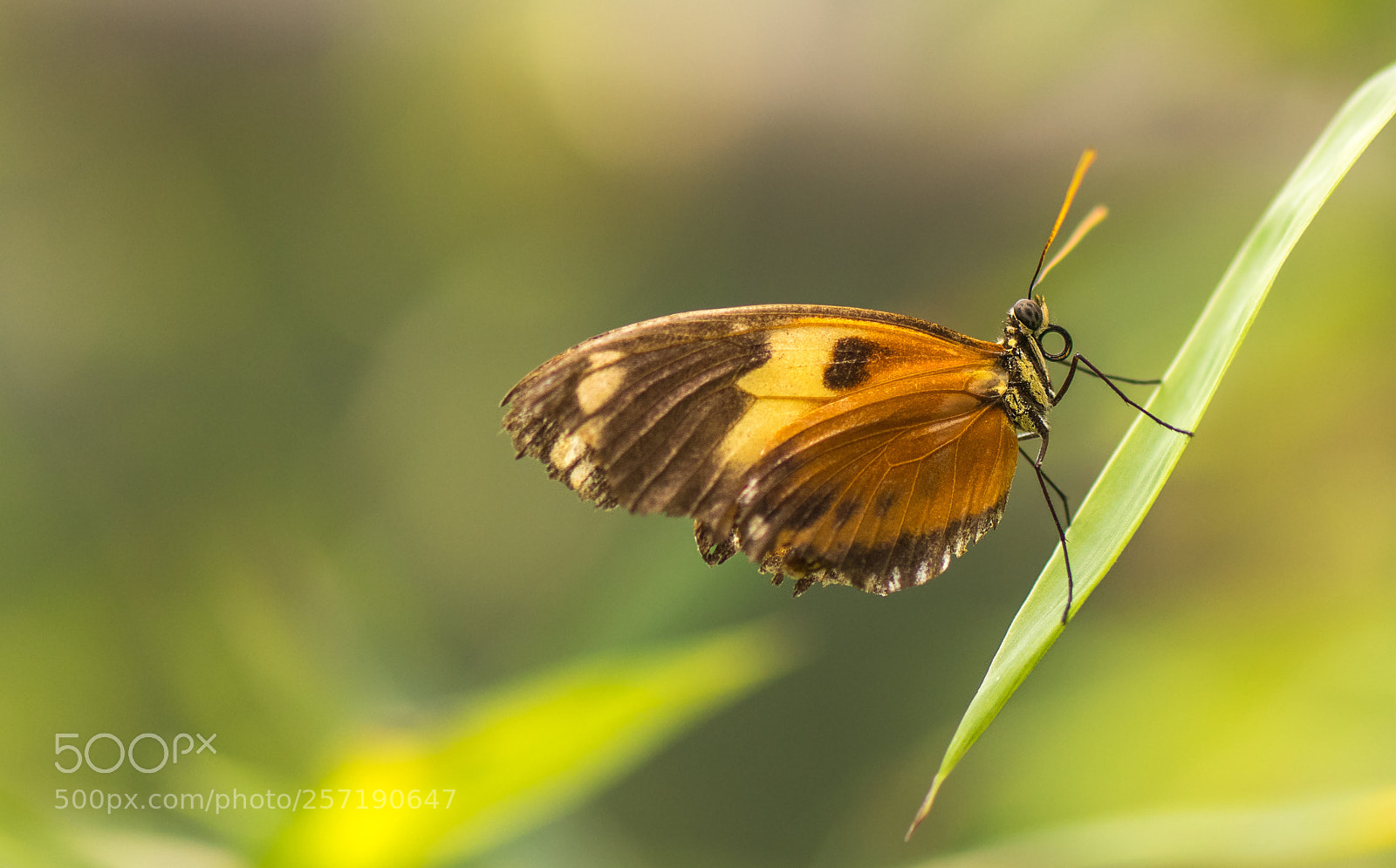 Nikon D500 sample photo. Tiger glassywing photography