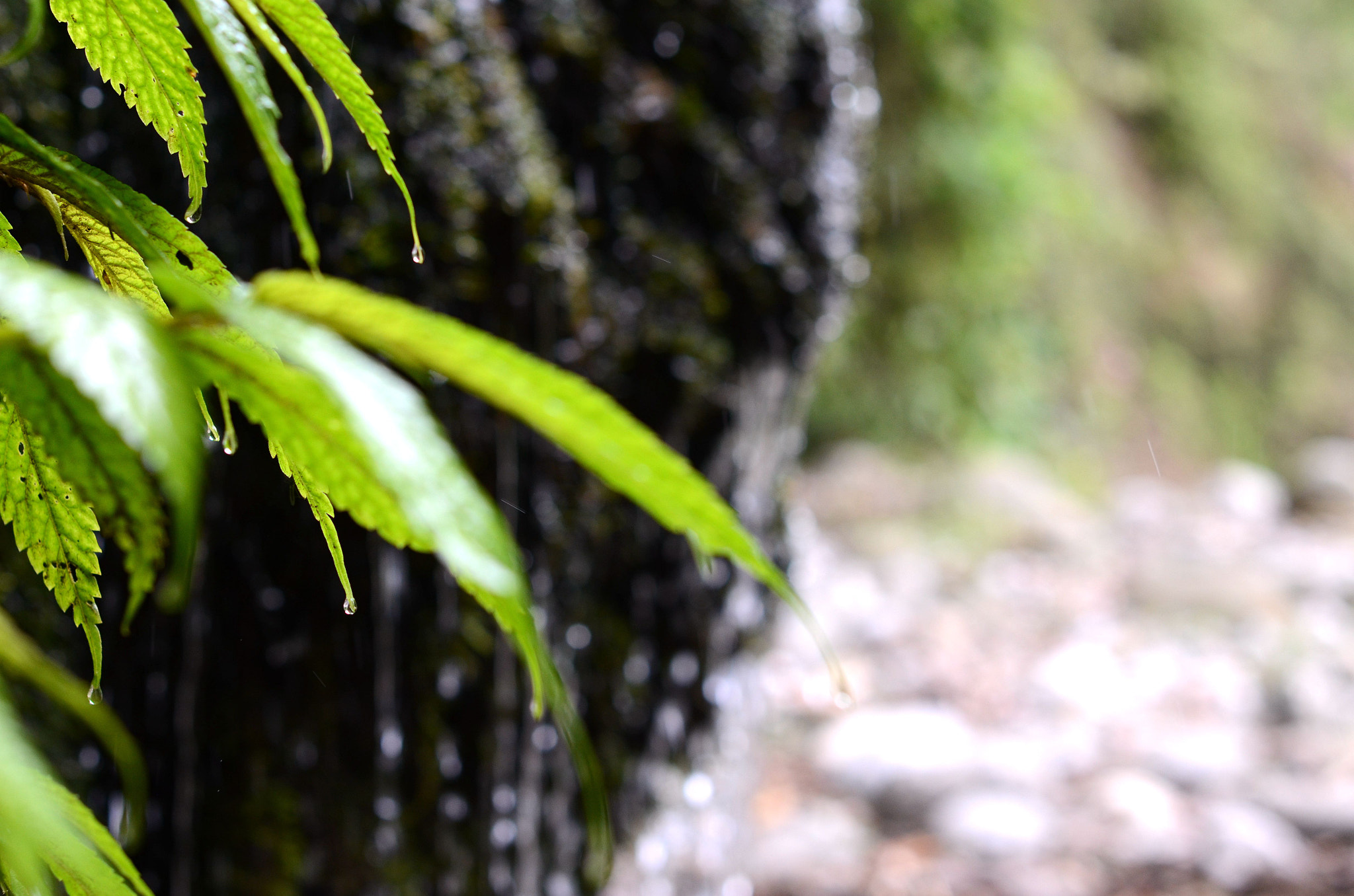 Nikon D7000 + Nikon AF-S Nikkor 50mm F1.4G sample photo. 原野之气 photography