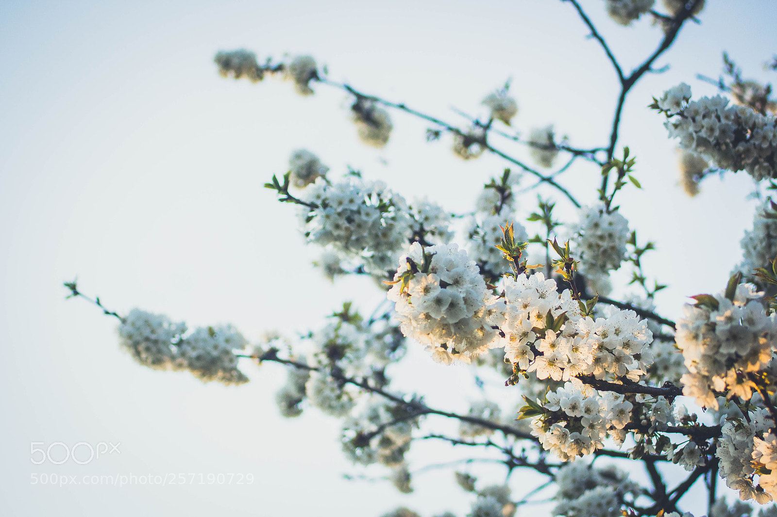 Canon EOS 700D (EOS Rebel T5i / EOS Kiss X7i) sample photo. Spring photography