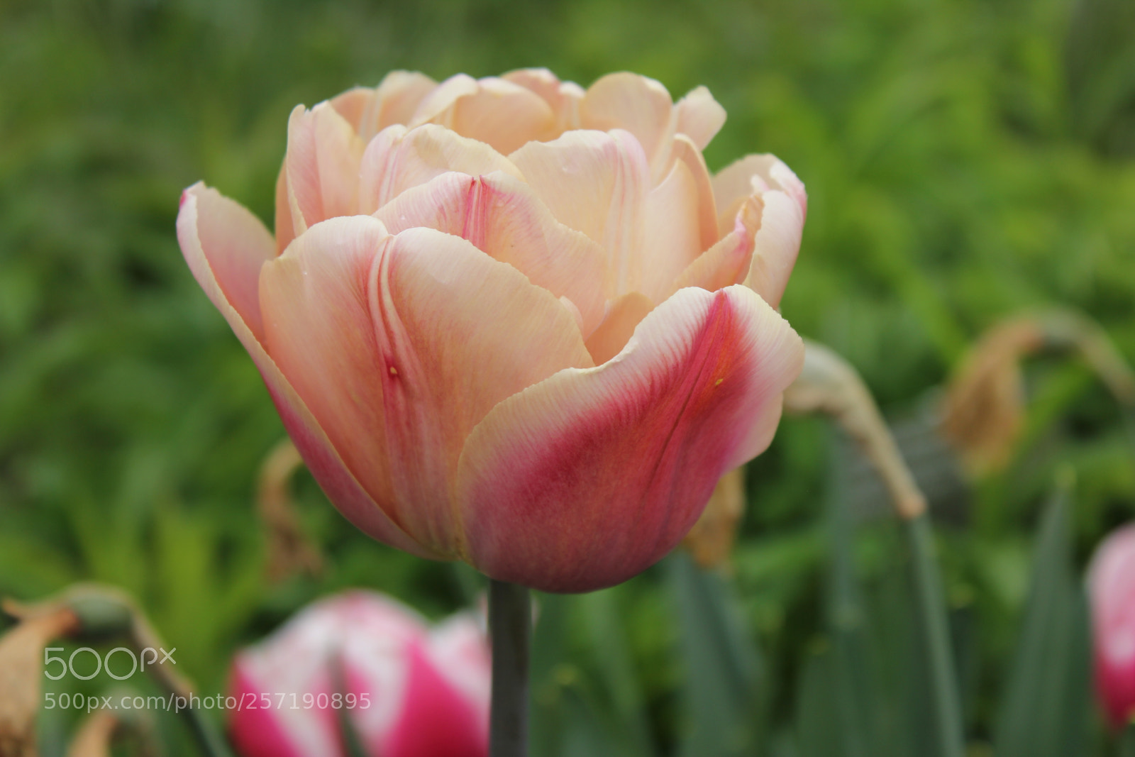 Canon EOS 550D (EOS Rebel T2i / EOS Kiss X4) sample photo. Tulips, edward's gardens, toronto photography