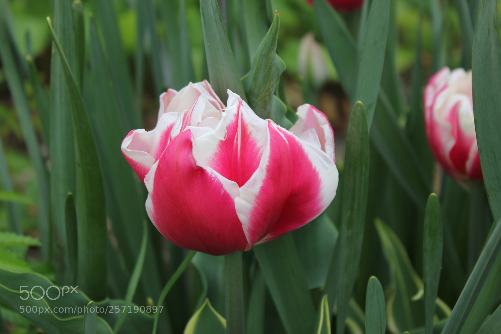 Canon EOS 550D (EOS Rebel T2i / EOS Kiss X4) sample photo. Tulips, edward's gardens, toronto photography