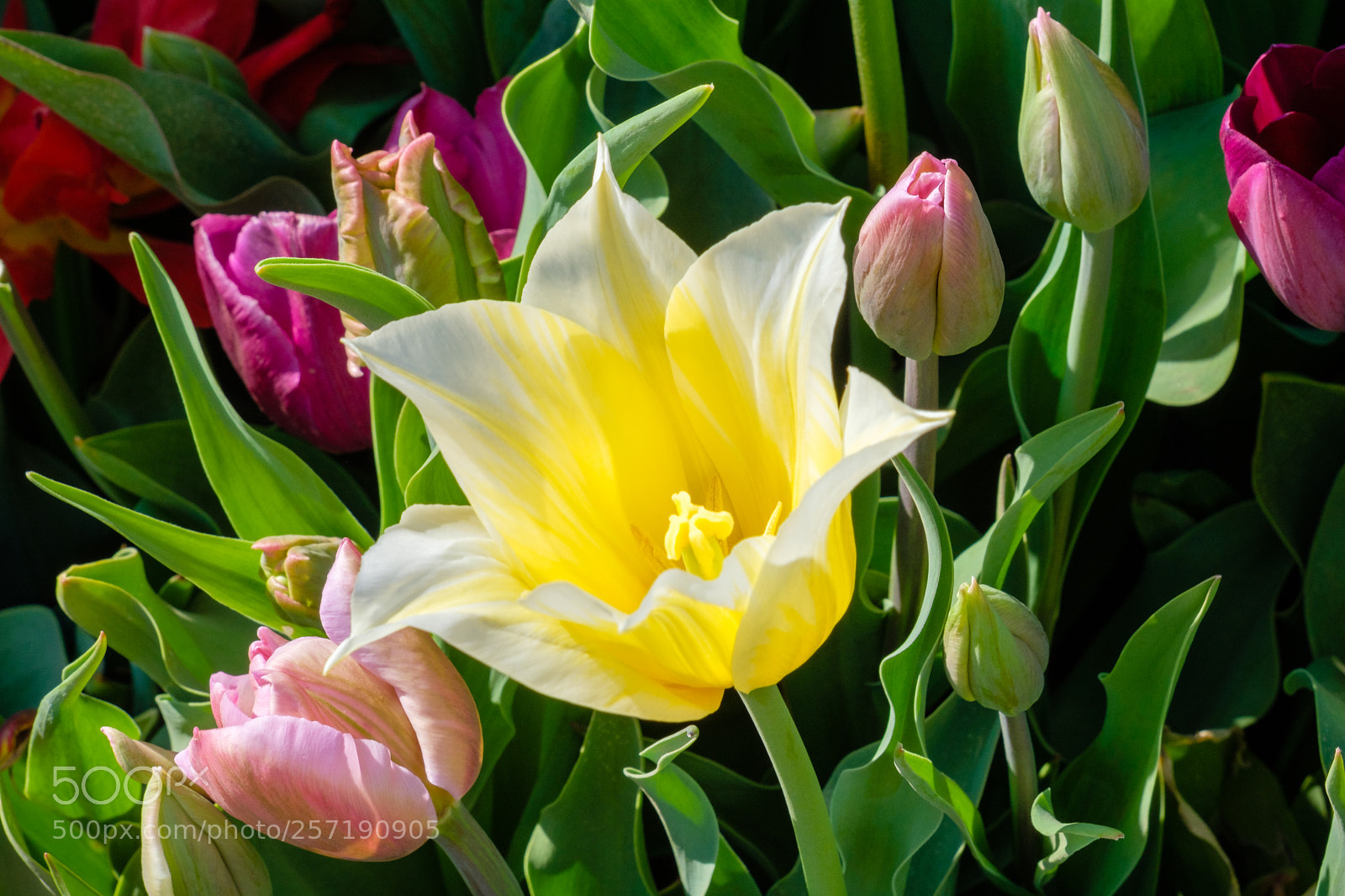 Fujifilm X-T2 sample photo. Yellow delight photography