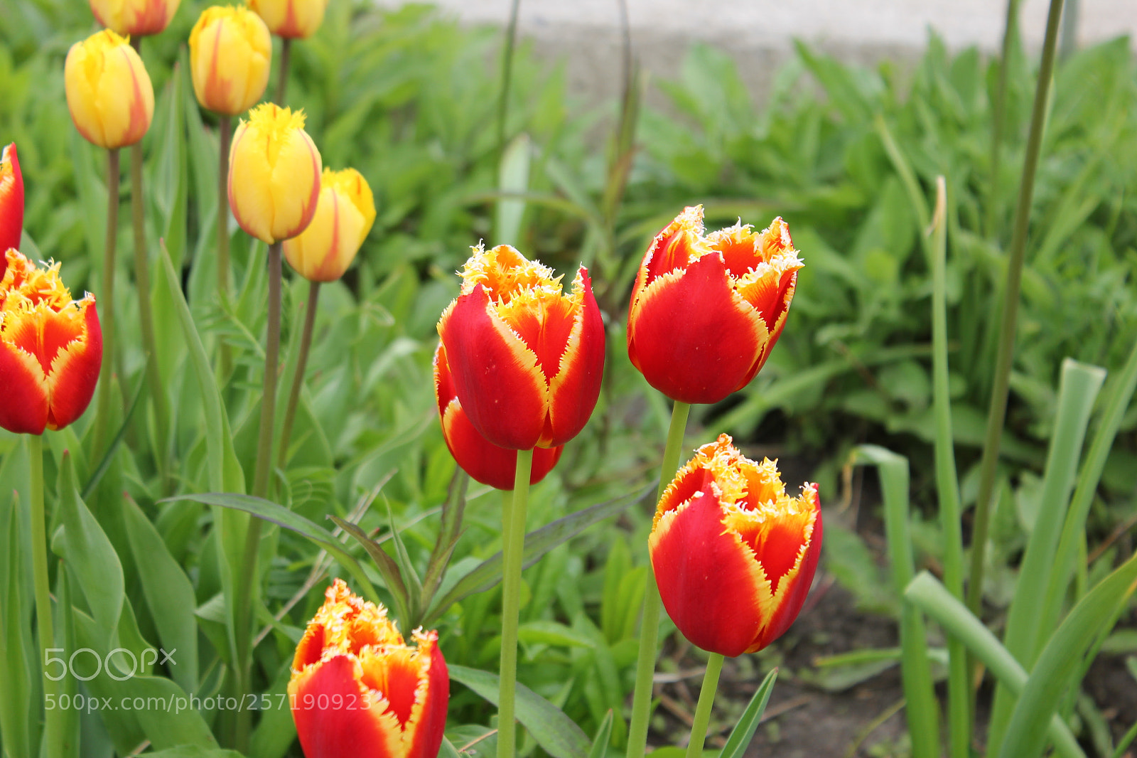 Canon EOS 550D (EOS Rebel T2i / EOS Kiss X4) sample photo. Tulips, edward's gardens, toronto photography