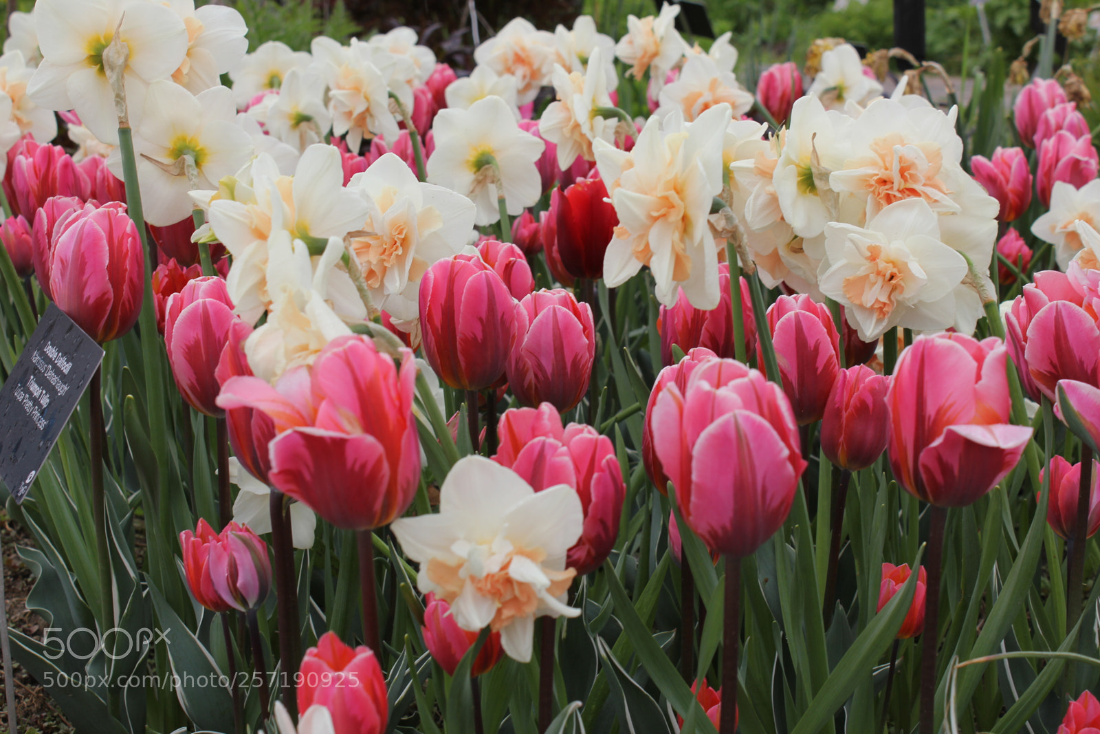 Canon EOS 550D (EOS Rebel T2i / EOS Kiss X4) sample photo. Tulips, edward's gardens, toronto photography