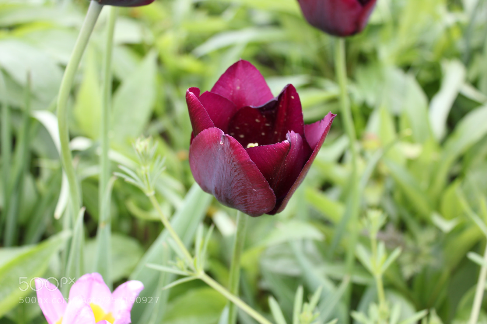 Canon EOS 550D (EOS Rebel T2i / EOS Kiss X4) sample photo. Tulips, edward's gardens, toronto photography