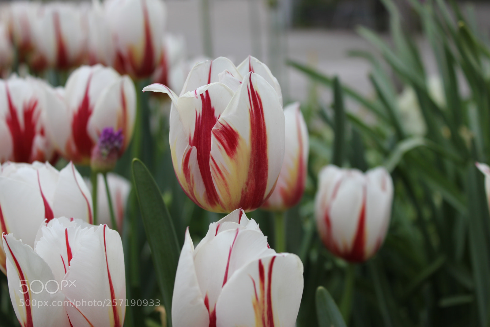 Canon EOS 550D (EOS Rebel T2i / EOS Kiss X4) sample photo. Tulips, edward's gardens, toronto photography