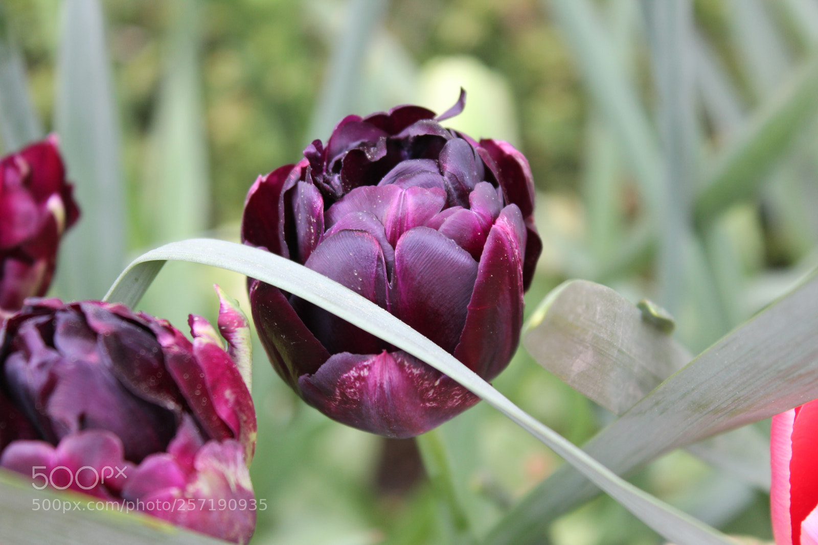 Canon EOS 550D (EOS Rebel T2i / EOS Kiss X4) sample photo. Tulips, edward's gardens, toronto photography