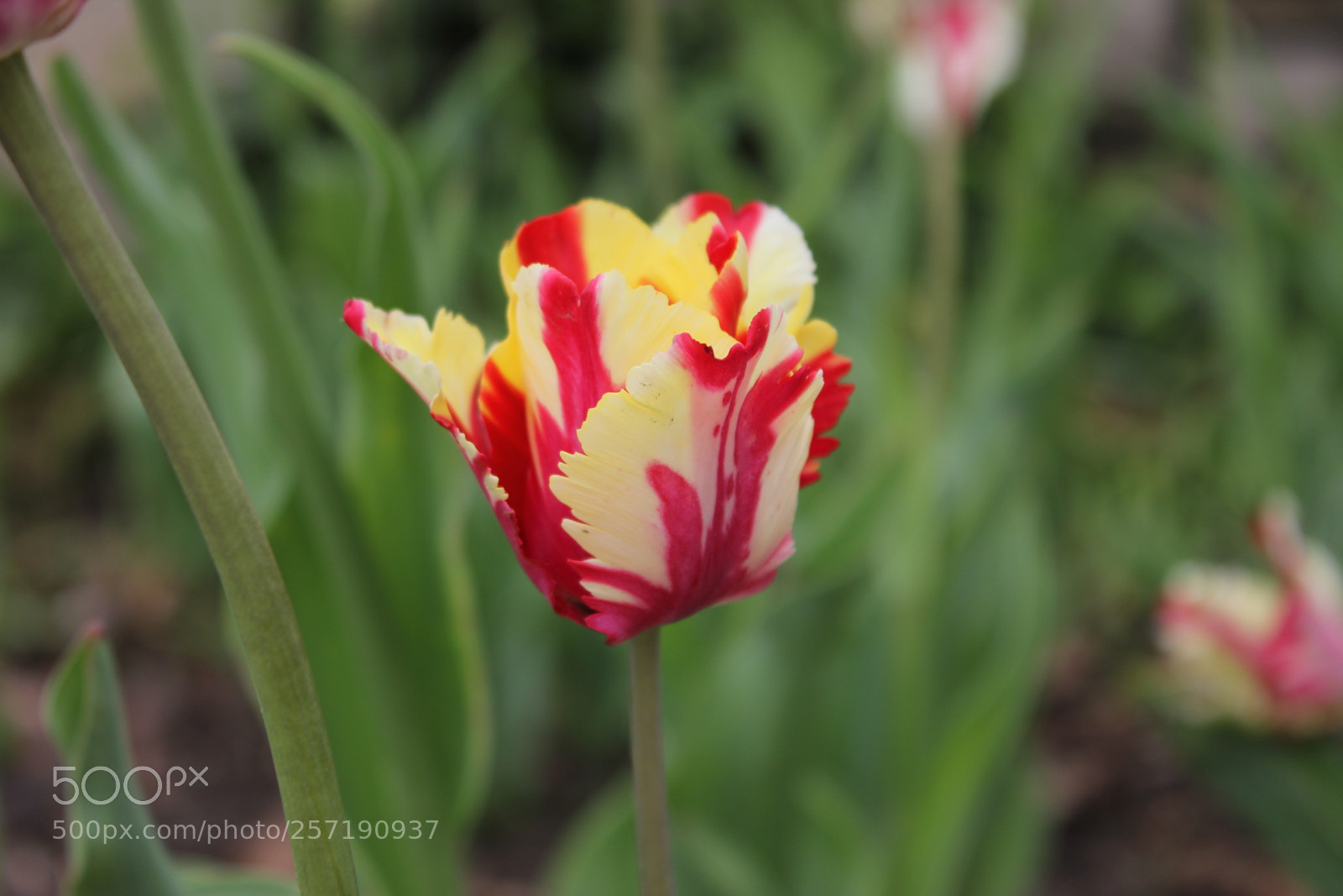 Canon EOS 550D (EOS Rebel T2i / EOS Kiss X4) sample photo. Tulips, edward's gardens, toronto photography