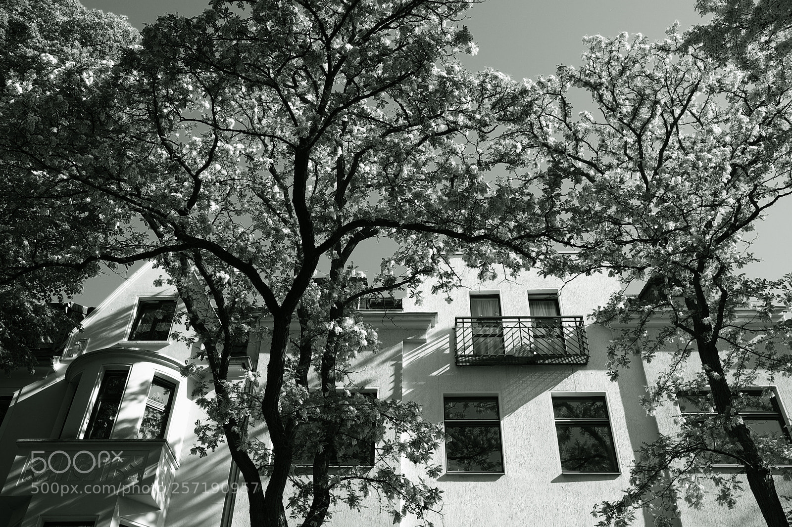 Fujifilm X-E1 sample photo. Robinia as street tree photography